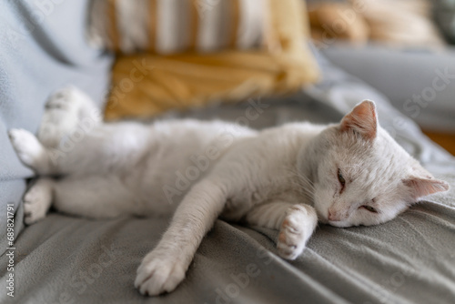 sick white cat sleeping on a gray sofa 