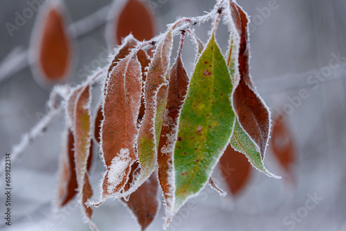 Zimowy, mroźny poranek. Znajdujące się jeszcze na gałęziach drzew brązowe liście pokryte są kryształkami szronu.