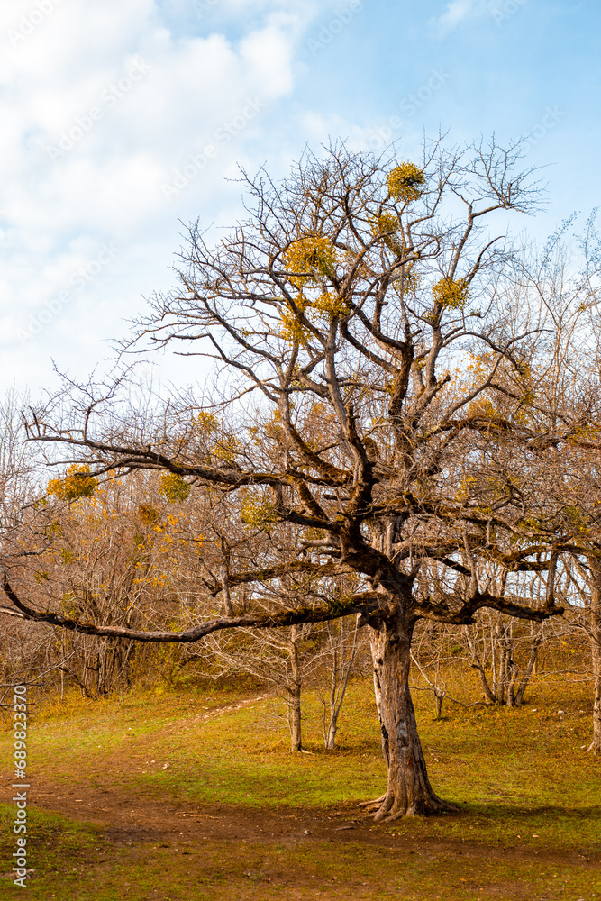 Dry bare tree with lichens on the branches on an autumn day Dry bare tree with lichens on the branches on an autumn day