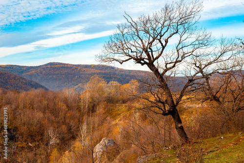 A bare  dry  twisted tree bent on the mountainside. autumn landscape