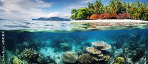 A variety of corals grow in shallow water in the Solomon Islands This is the easternmost part of the Coral Triangle and harbors extraordinary marine biodiversity. Copyspace image. Square banner