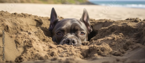 Dog burying his head in the sand at Sennen beach Cornwall. Copyspace image. Square banner. Header for website template photo