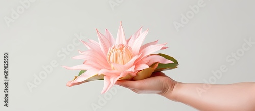 Bunga Wijayakusuma flower or Queen of the Night or Epiphyllum oxypetalum on someone s palm hand. Copyspace image. Square banner. Header for website template photo