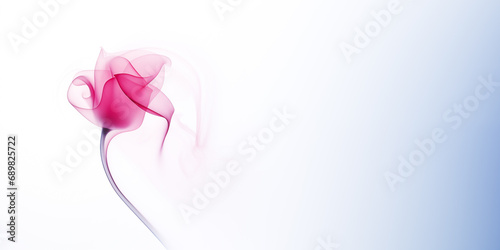 pink rose with smoke on white background with copy space