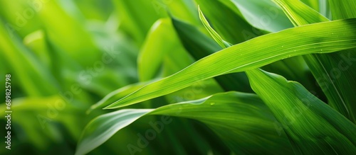 Close up of Green corn leav...