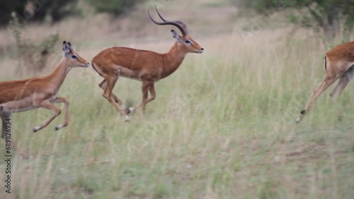 Impala 