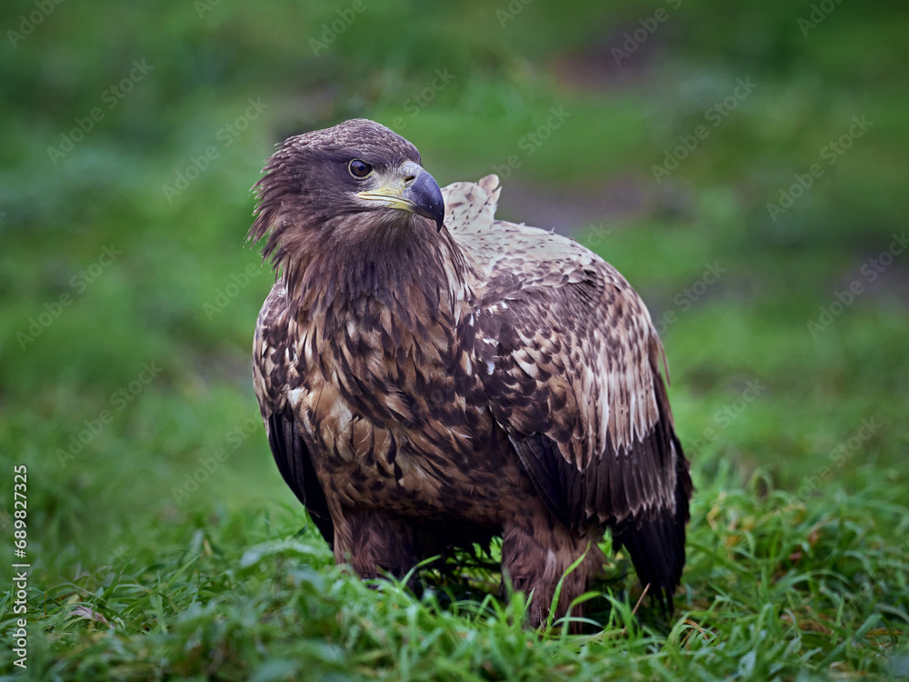 Fototapeta premium White-tailed eagle (Haliaeetus albicilla)