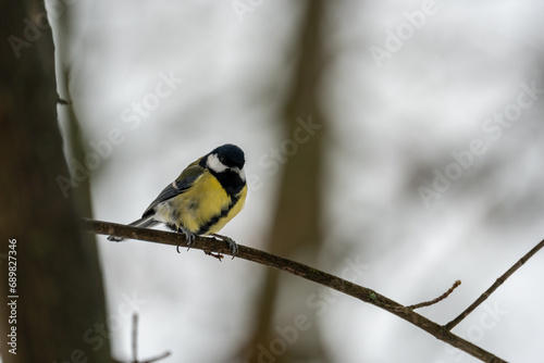 yellow tit on a tree in winter.