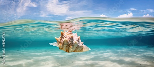 Fototapeta Naklejka Na Ścianę i Meble -  A conch Lobatus gigas lays in shallow water near the sandy beach of a cay off Belize This species of mollusk is common throughout the Caribbean Sea but is being overfished in many areas