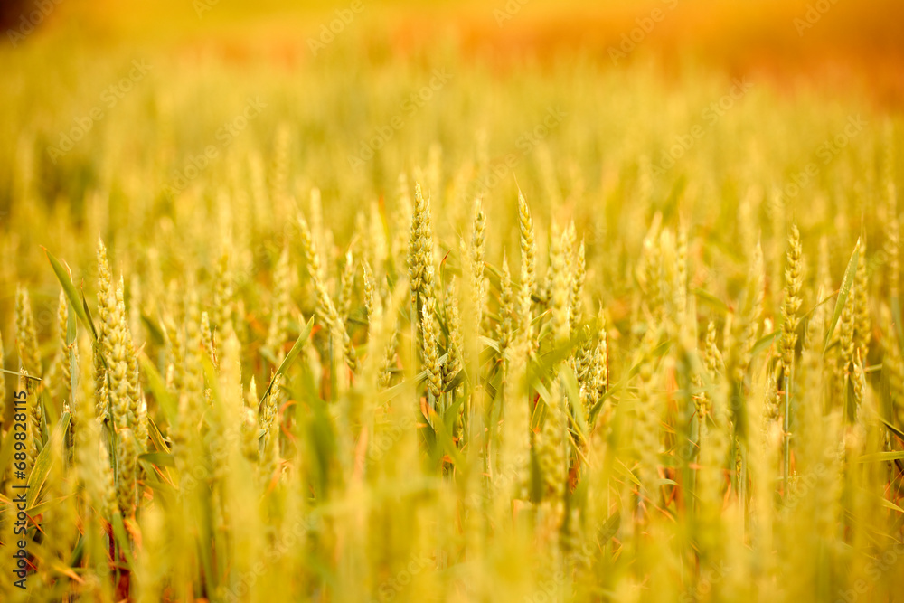 field with grains in sunset field with grains in sunset