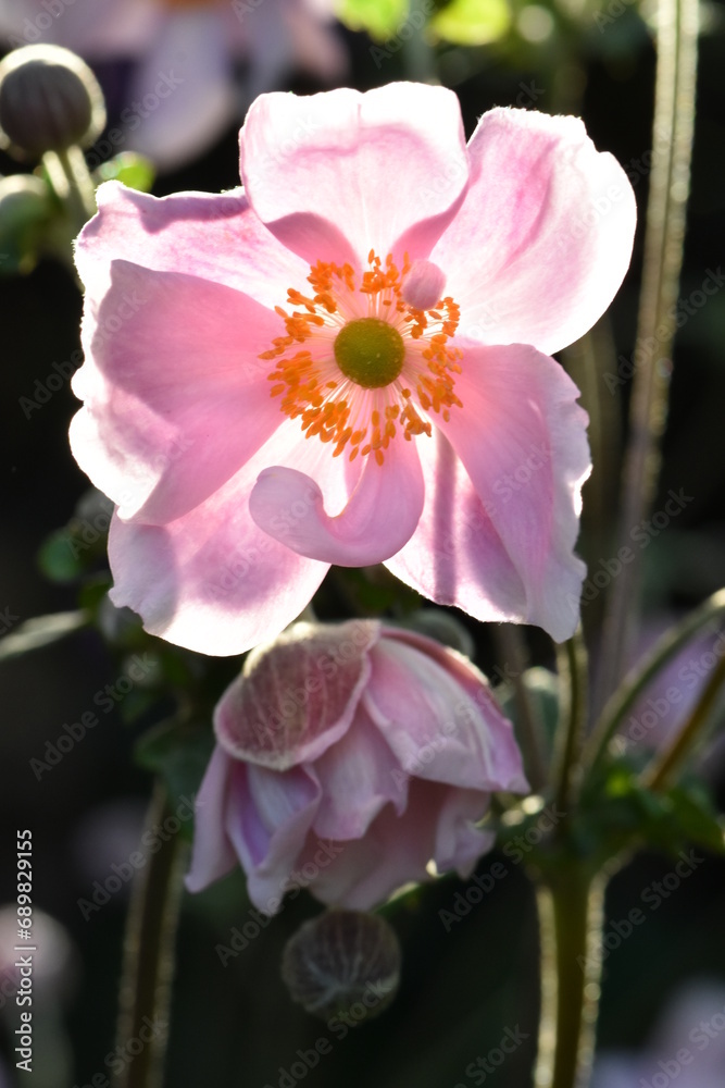 Fototapeta premium Different opening phases of Japanese windflower (anemone japonica)