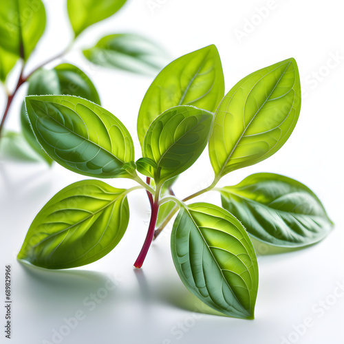 basil leaves isolated