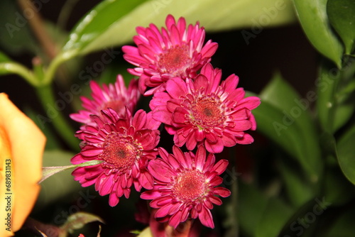 red and yellow flower