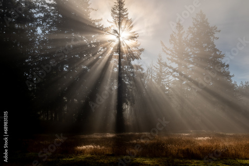 Sunshine light rays streaming through a fir tree on a foggy morning. Beautiful light emerges from the morning sun on this island in the Pacific Northwest during the autumn season.