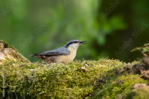 Kowalik zwyczajny, bargiel (Sitta europaea) – gatunek niewielkiego, osiadłego ptaka. © Andrzej