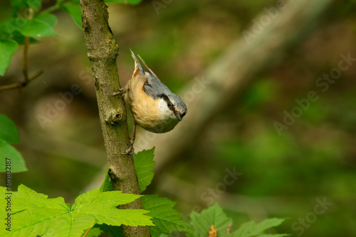 Kowalik zwyczajny, bargiel (Sitta europaea) – gatunek niewielkiego, osiadłego ptaka. photo