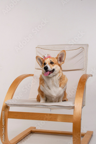A happy corgi sits in the studio with a crown on her head on a chair on a white background