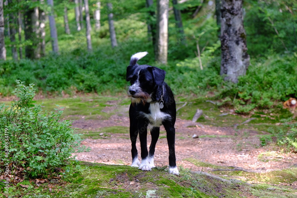 A cute dog is walking in the middle of the forest