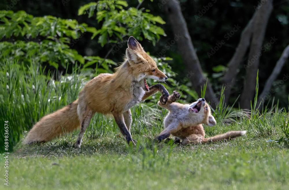 Red Fox Vixen at Play with Kit Red Fox Vixen at Play with Kit
