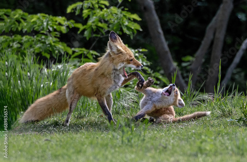 Red Fox Vixen at Play with Kit
