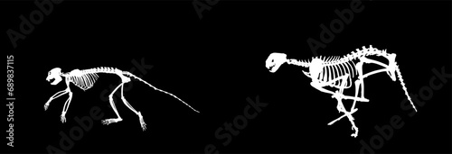 Cheetah skeleton chasing monkey skeleton vector silhouette illustration isolated. Primate fossil symbol. Museum of science and biology. Wild cat hunter hunting prey in run. Africa safari natural scene