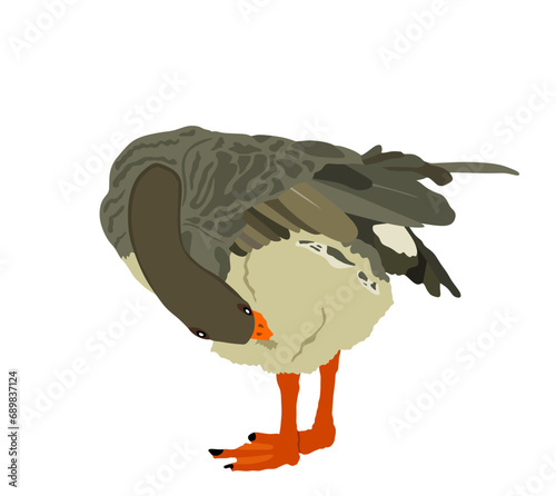 Gray Chinese goose vector illustration isolated on white background. Farm goose bird cleans its feathers and wings. Washing body by beak hygiene. 