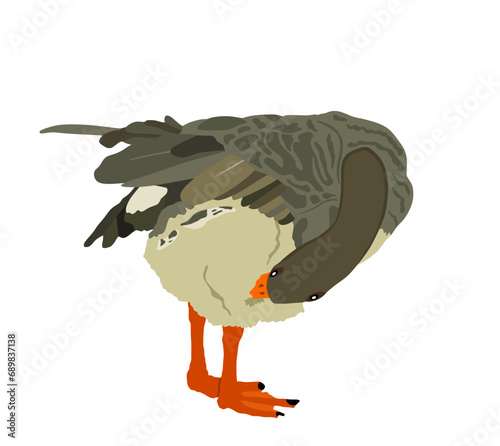 Gray Chinese goose vector illustration isolated on white background. Farm goose bird cleans its feathers and wings. Washing body by beak hygiene. 
