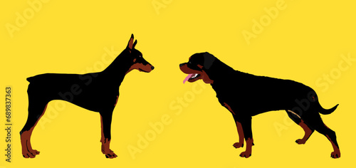 Doberman dog against rottweiler vector illustration isolated. German military guardian dogs breed for detecting smuggling drugs. Dog best friend. Alert, guard attention. Man loyal assistant.
