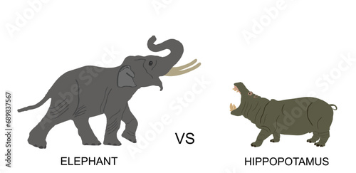 Elephant male against hippo vector illustration isolated on white background. African animal alert of poacher. Elephant symbol. Safari attraction. Strong heavy opponent battle on watering place.