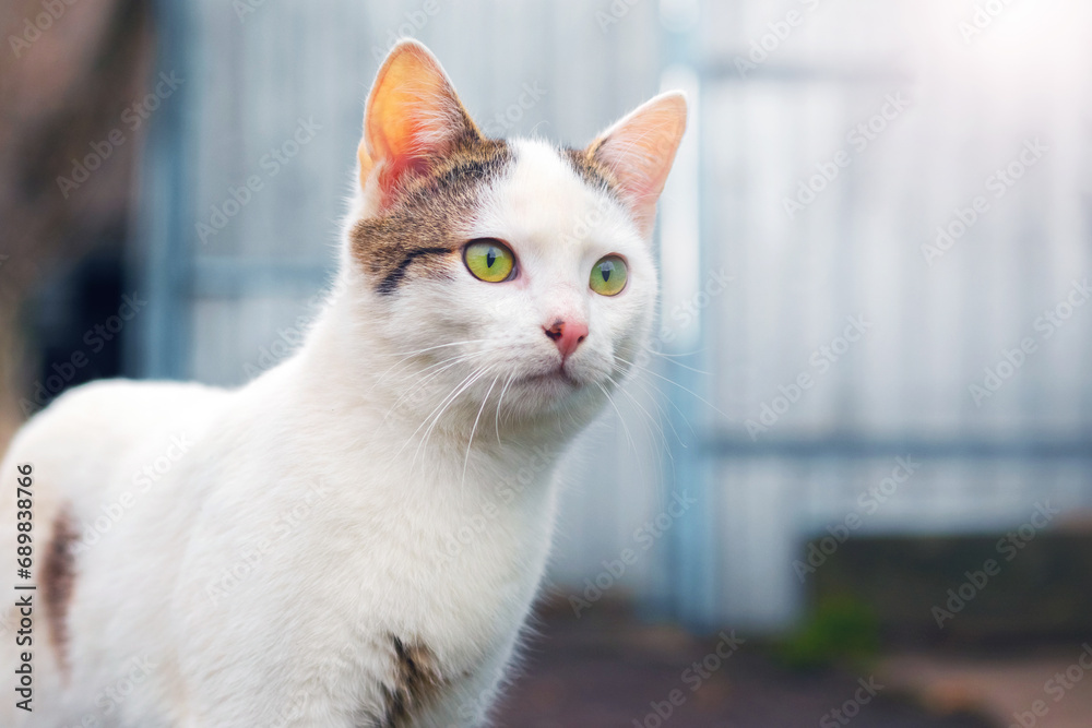 A white spotted cat with an attentive look in a farm