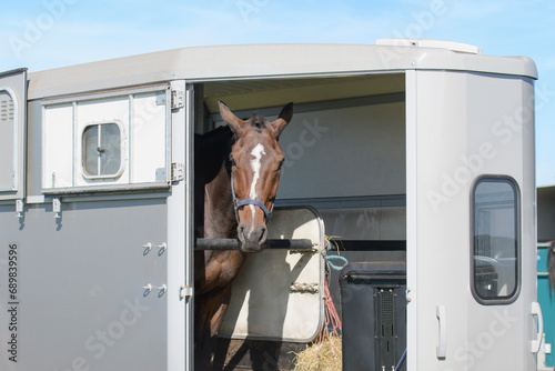Transport trailer with one brown horse