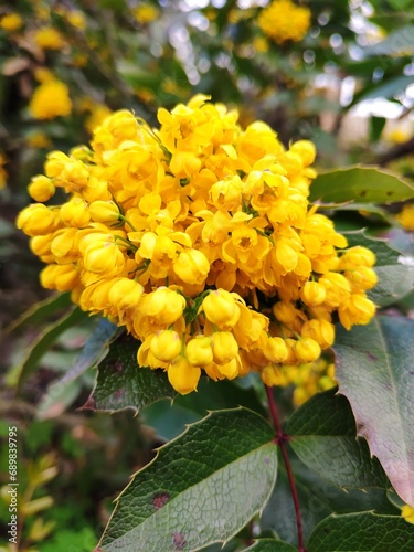 Yellow flowers in the garden