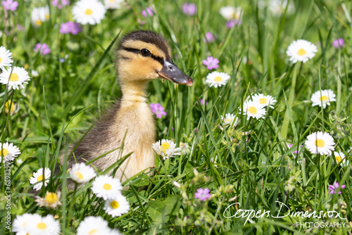 duckling  in the grass  photo