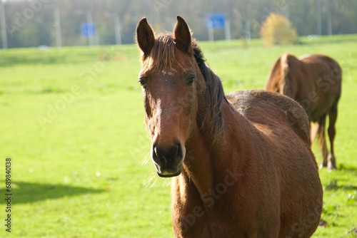 brązowy koń na łące  © Sylwester