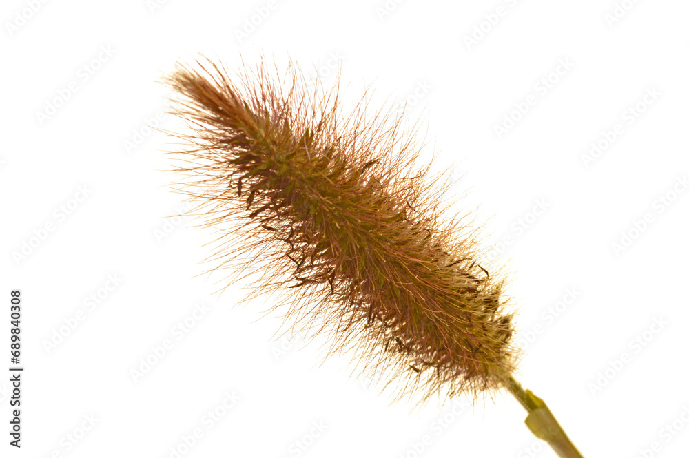 dry plant isolated on white background dry plant isolated on white background