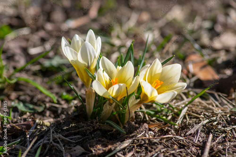 Bouquet of flowering crocus vernus light yellow white violet plants, group of colorful early spring flowers in bloom Bouquet of flowering crocus vernus light yellow white violet plants, group of colorful early spring flowers in bloom