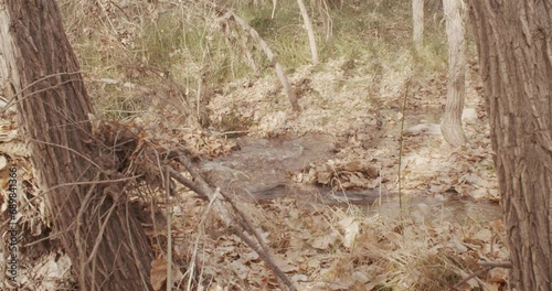 Running stream in the forest in autumn	