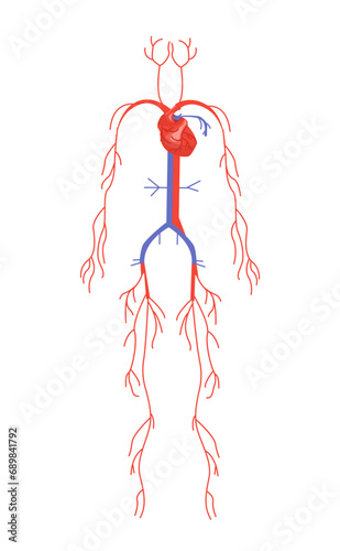 Body anatomical structure vector concept