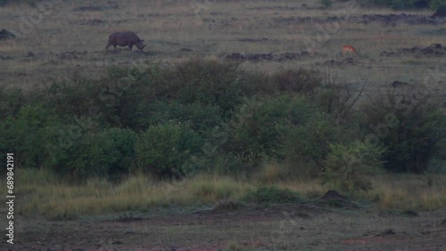 Rhinoceros and antelope in wild - Wide shot