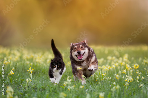 Photography cute domestic cat and corgi dog running through a summer sunny meadow