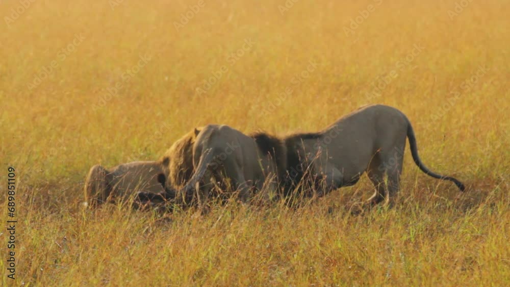 Three wild lions eating in field - wide shot Three wild lions eating in field - wide shot