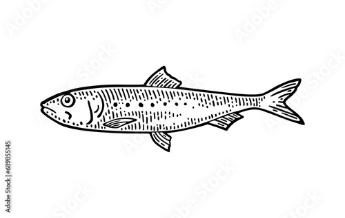 Whole fresh fish sardine. Vector engraving vintage