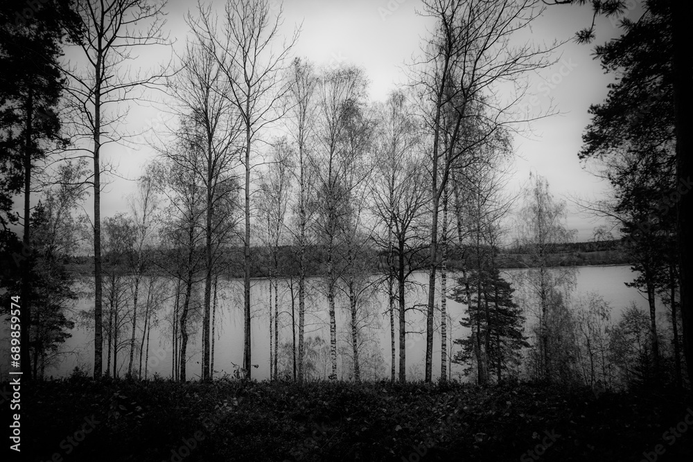 View of a trees growing at a lake