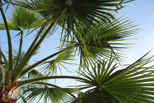 palm tree in the sun