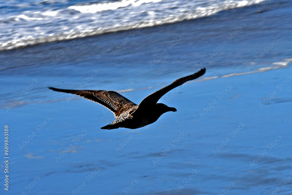 Fototapeta premium Gull flying over shoreline