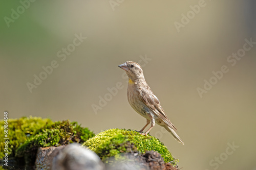 Rock Sparrow (Petronia petronia) on moss. photo