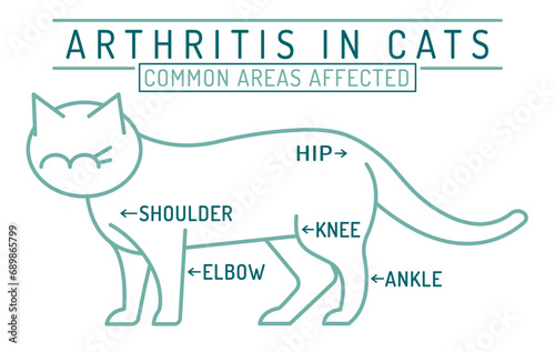 Arthritis, osteoarthritis in cats. Widespread feline disease.