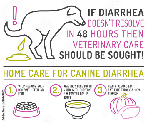 Home care for diarrhea in dogs. Useful infographic with line icons.
