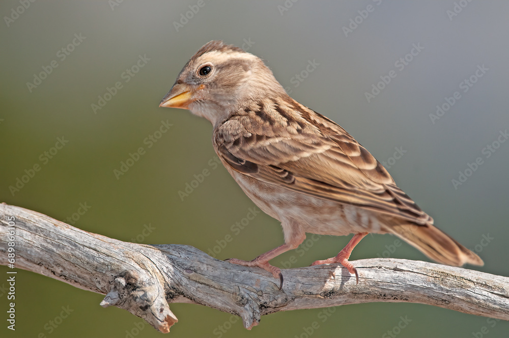 Baby Rock Sparrow (Petronia petronia) on a tree branch. Baby Rock Sparrow (Petronia petronia) on a tree branch.