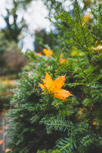 yellow autumn leaf in pine needles